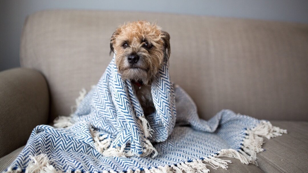 Can dogs get sick from hot sale cold weather